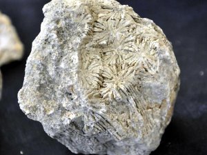 15 milyon yıllık deniz canlısı fosilleri bulundu