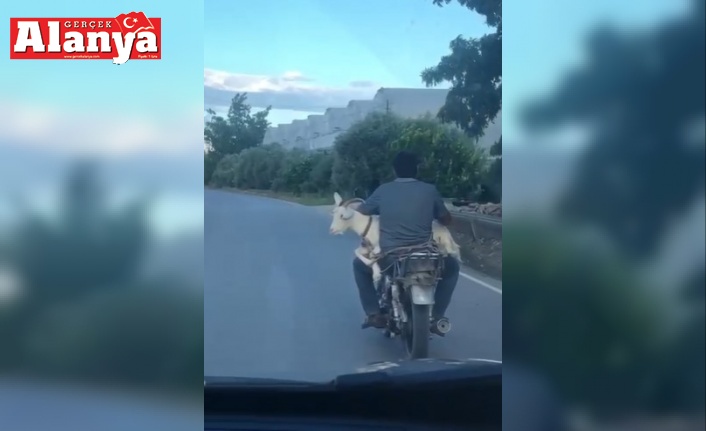 Keçinin motosiklet yolculuğu gülümsetti
