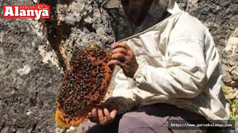 Doğal bal için günlerce "firari" arıların izini sürüyorlar
