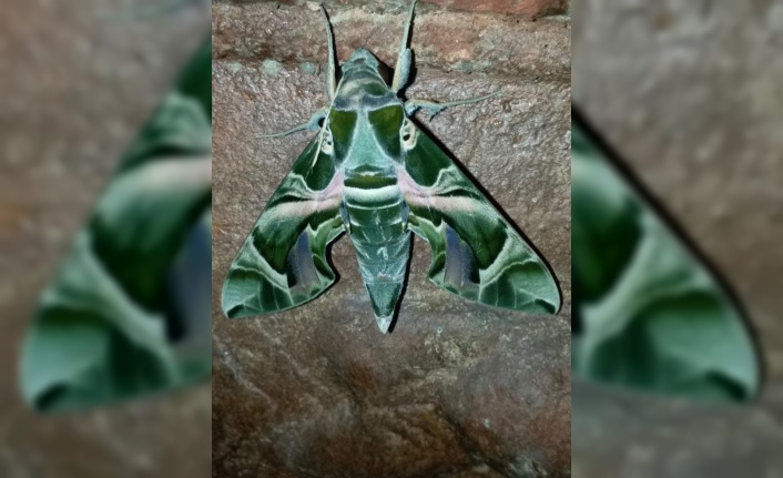 Ender bulunan ‘mekik kelebeği’ Alanya’da görüldü