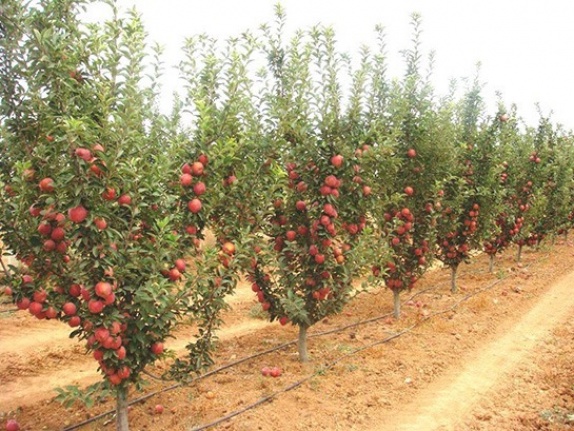 5 bin metrekare elma bahçesi satılacak