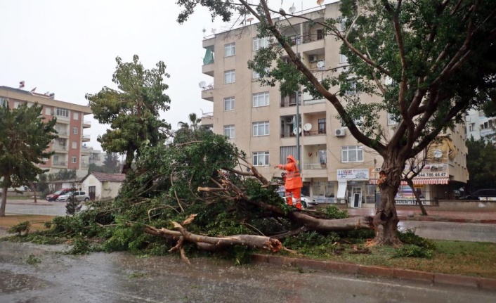 Antalya'da rüzgara dayanamayan ağaç yola devrildi