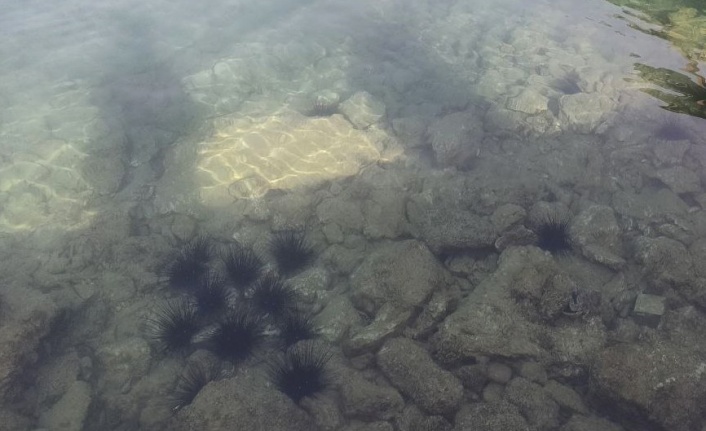 Denizkestaneleri koloni olarak görüntülendi
