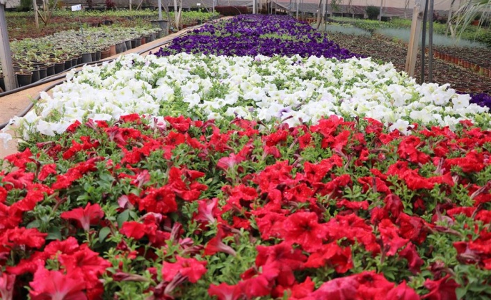 Alanya Belediyesi, 600 bin çiçeği buluşturuyor