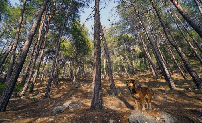 ‘Senin Gözünden Orman Fotoğraf Yarışması’nın birincisi Alanya’dan