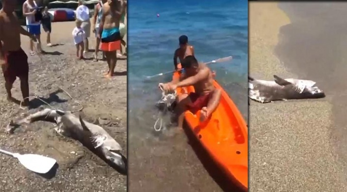 1,5 metrelik köpek balığı kıyıya vurdu