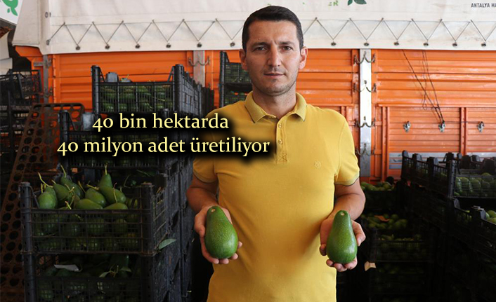 Alanya, Türkiye’de avokado üretiminin yüzde 70’ini karşılıyor