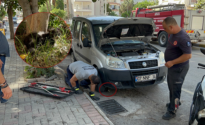 Alanya’da aracın motoruna sıkışan kediyi itfaiye kurtardı | VİDEO HABER