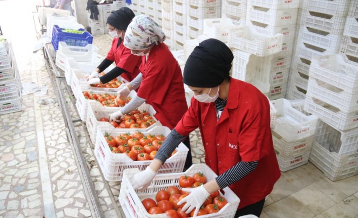ATB: İşlem gören domates miktar endeksi yüzde 19 azaldı
