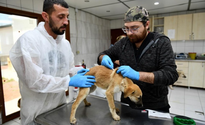 Enkazdan kurtarılan 12 köpek, Antalya'da tedaviye alındı