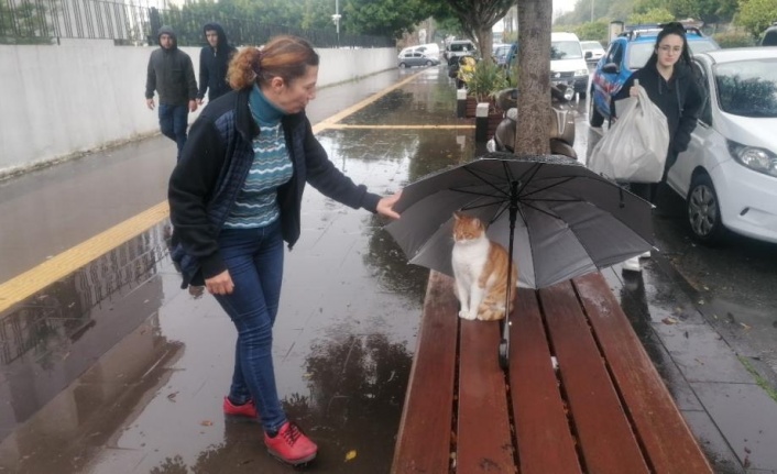 Yağmurda ıslanmasın diye şemsiyesini kedinin üzerine açıp gitti