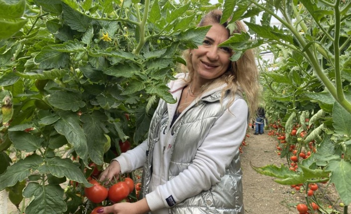 Yerli ve milli tohumdan üretilen domatesler çiftçiye tanıtıldı