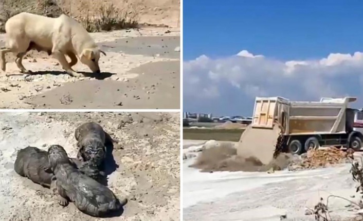 Yavru köpeklere beton atık suyu katliamı!
