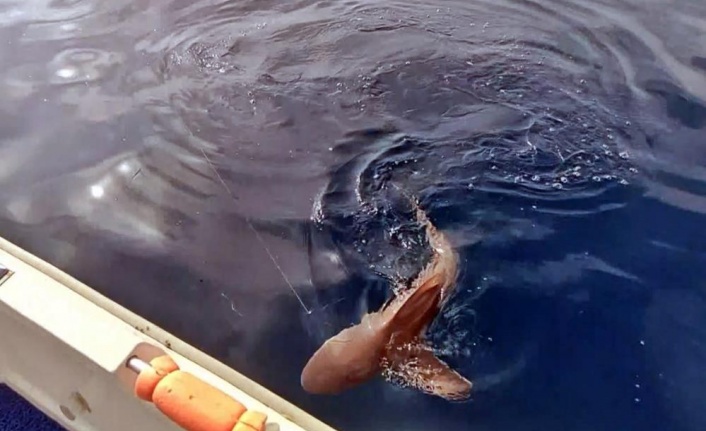 Amatör balıkçı köpek balığını görünce şoke oldu