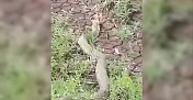 Isırığı bir insanı öldürmeye yeten koca engerek yılanı görüntülendi